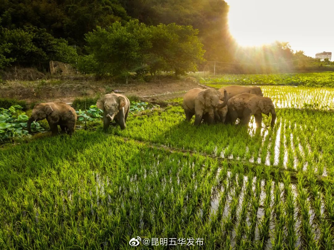 “昆明五华发布”微博