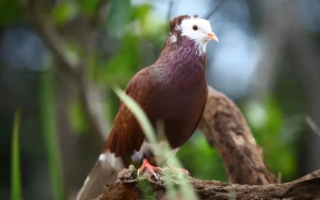 春城晚报(微信)