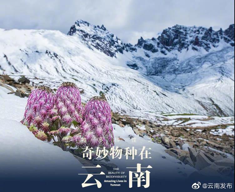 “云南发布”微博