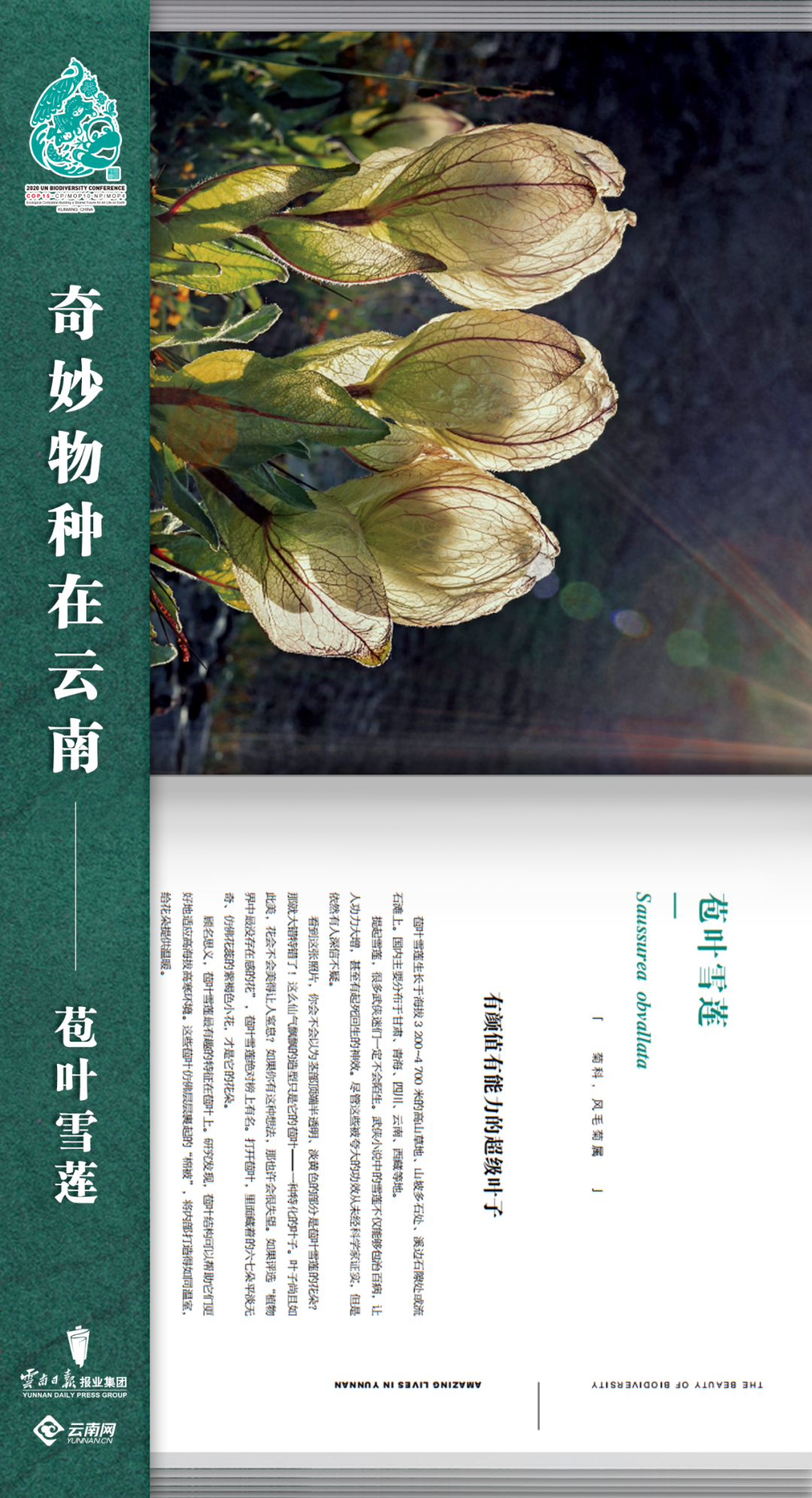 云南法制报(微信)