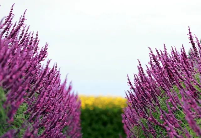 春城晚报(微信)