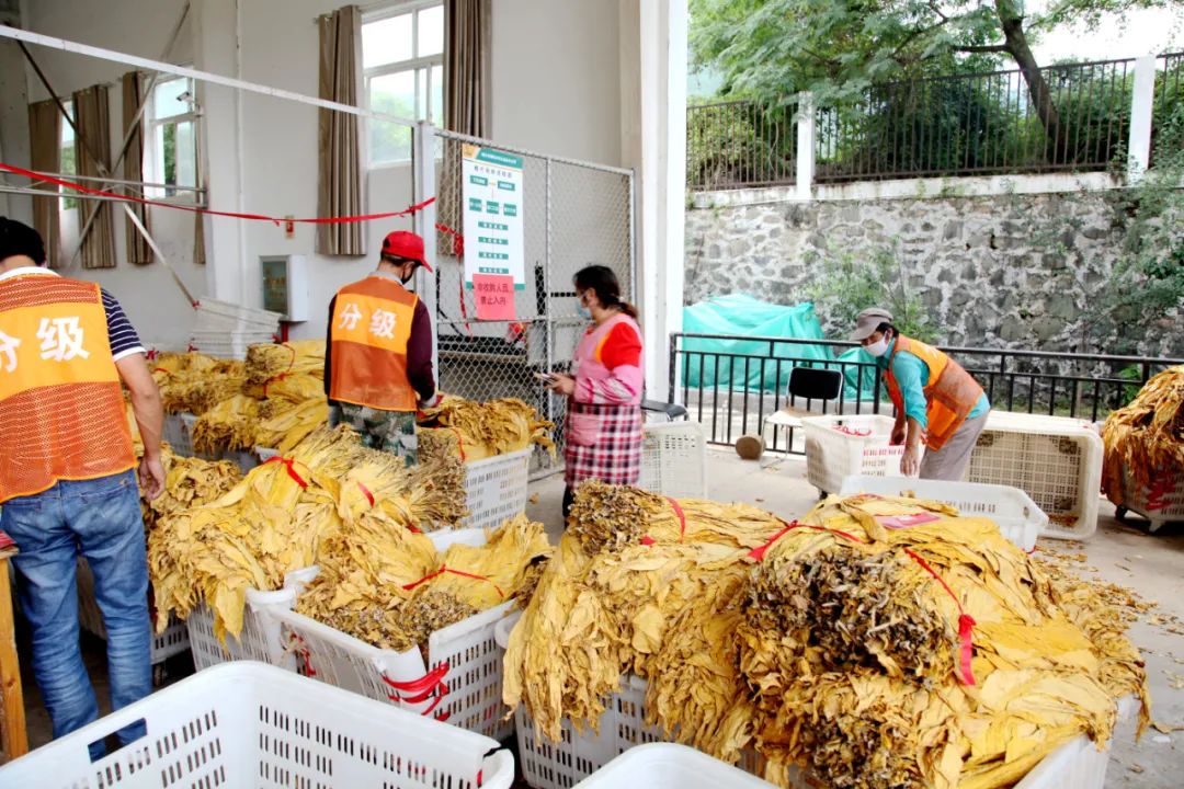 丽江日报(微信)