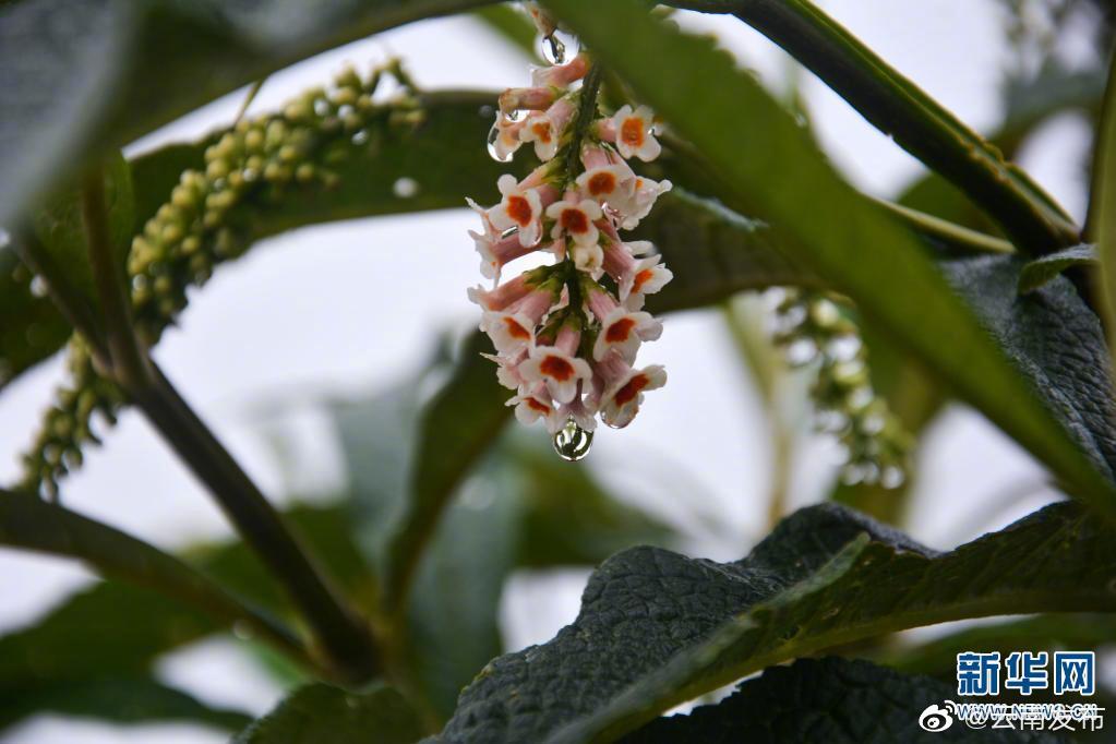 “云南发布”微博