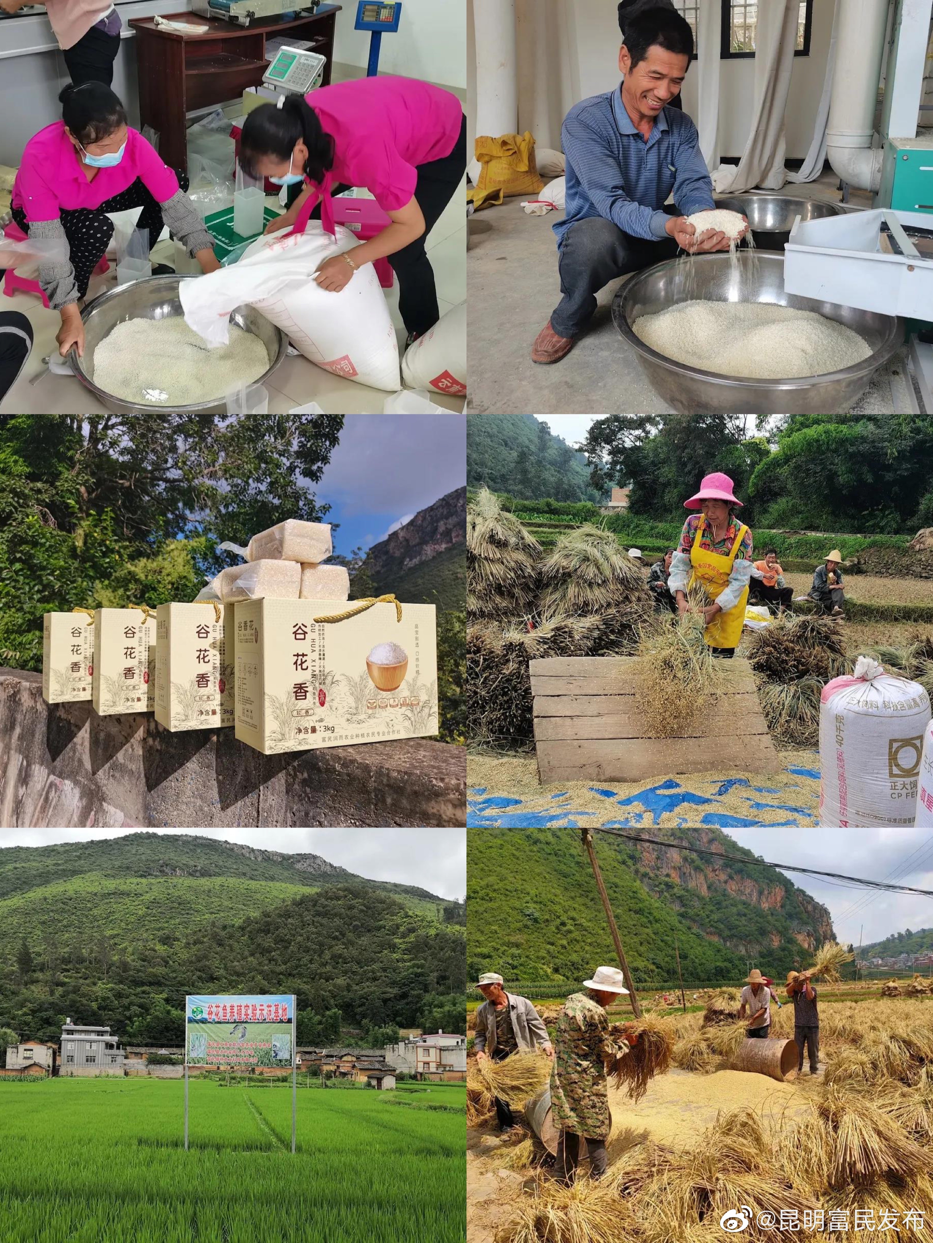 富民大营优质稻米专业合作社促农增收