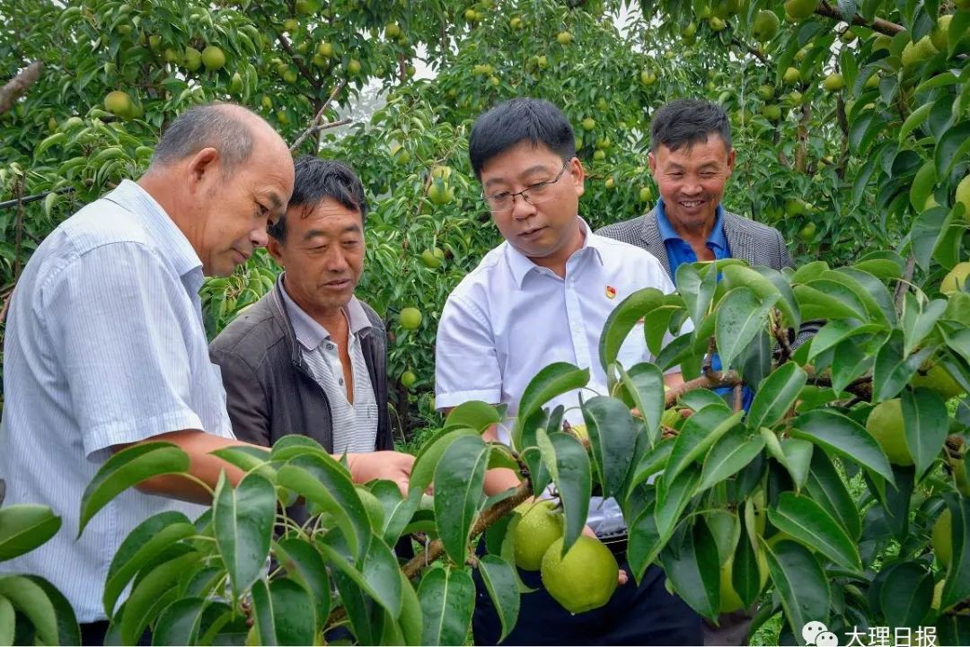 大理日报(微信)