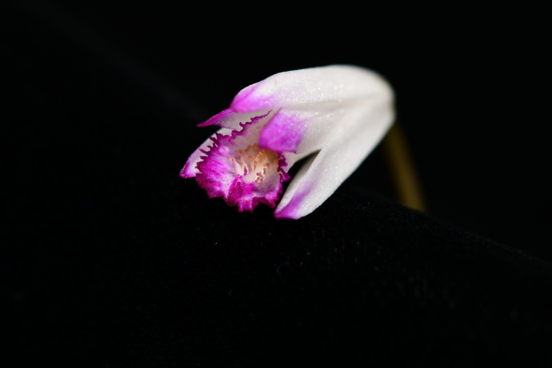 春城晚报(微信)