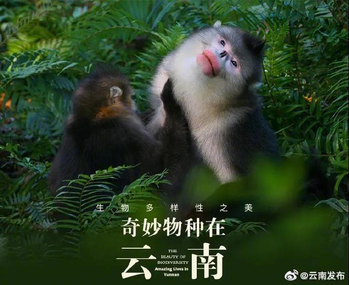 “云南发布”微博
