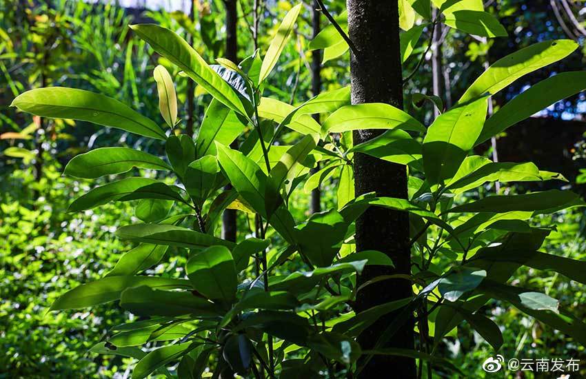 “云南发布”微博