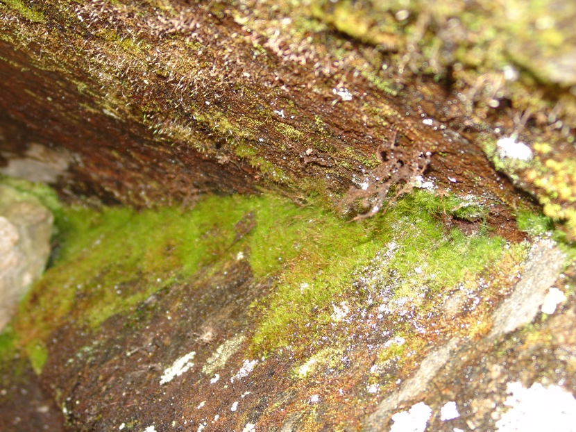 盘龙共青团(微信)