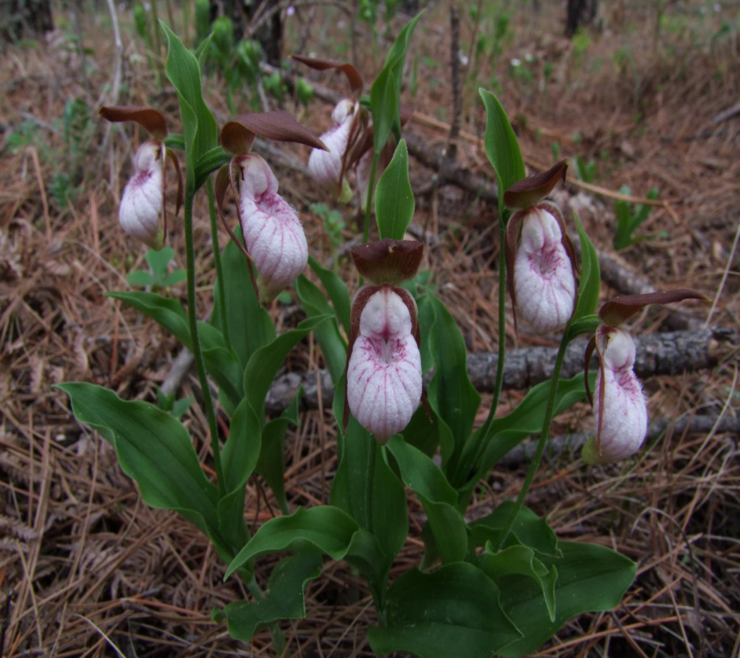 云南政法(微信)