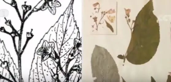 春城晚报(微信)