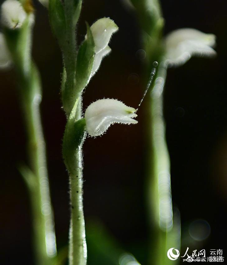 “云南发布”微博