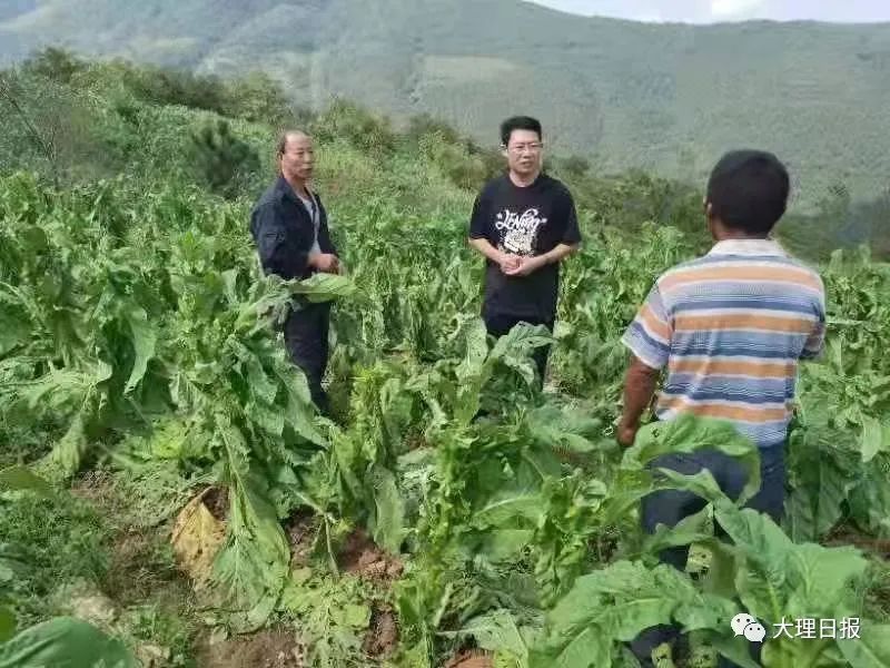 大理日报(微信)