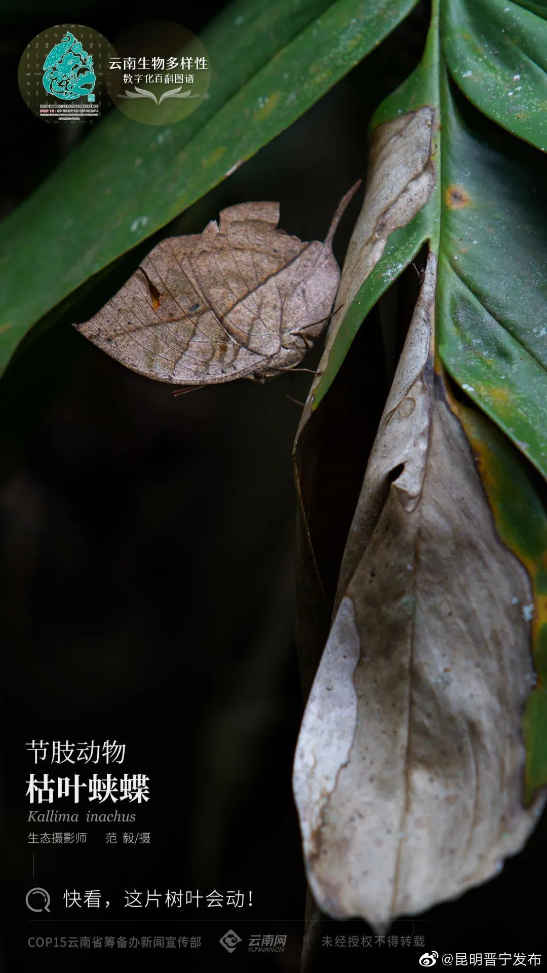 云南生物多样性数字化百科图谱