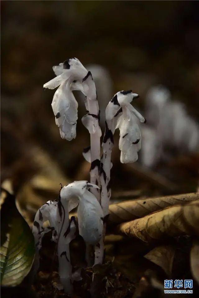 昆明信息港(微信)
