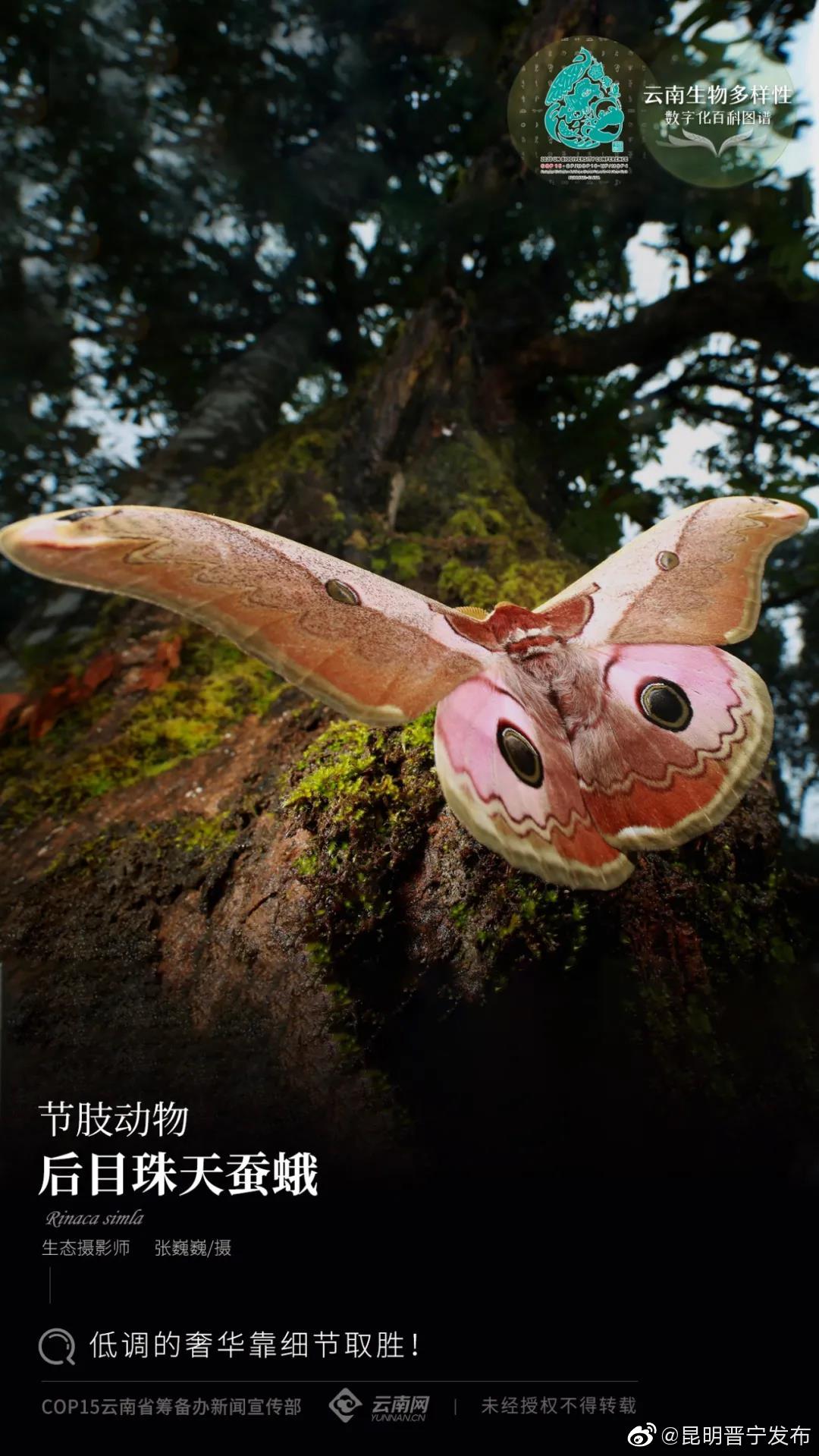 云南生物多样性数字化百科图谱