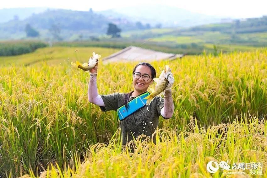 大理日报(微信)