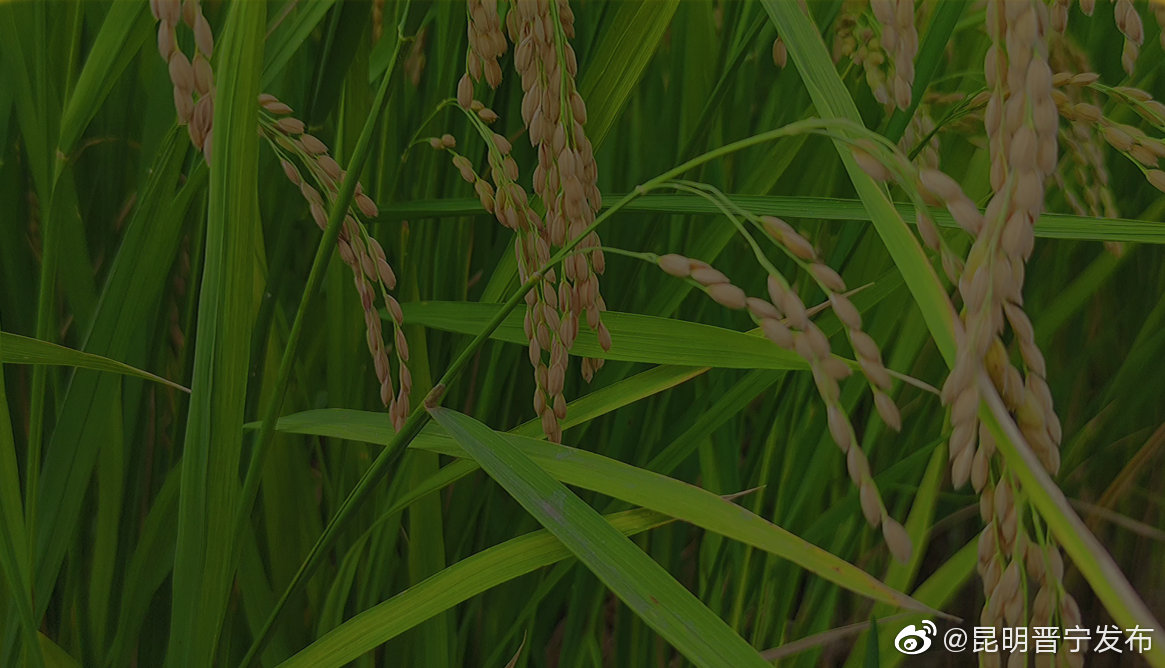 “昆明晋宁发布”微博