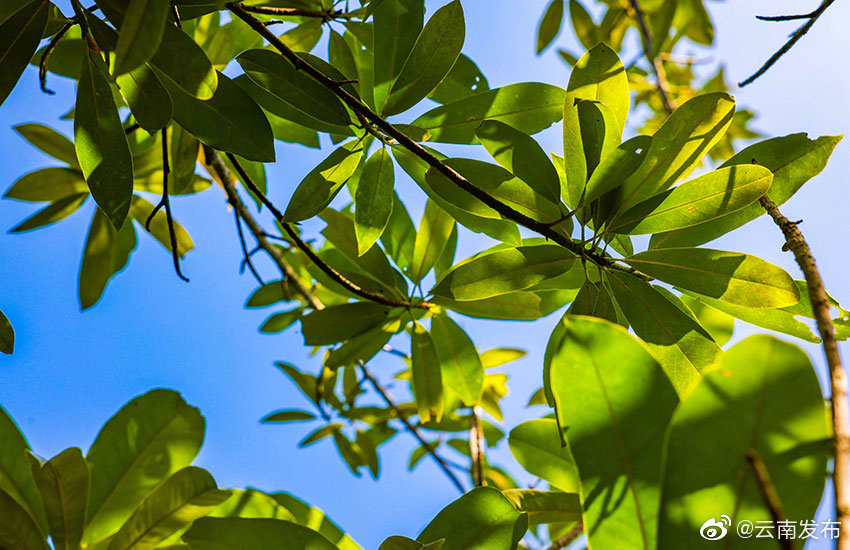 “云南发布”微博