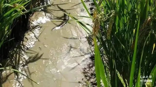 春城晚报(微信)