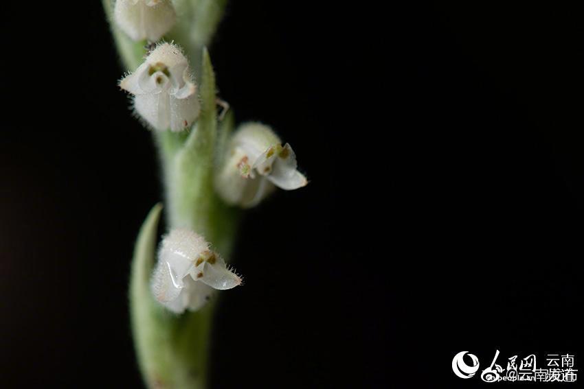 “云南发布”微博