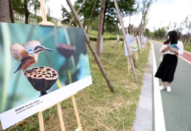 春城晚报(微信)