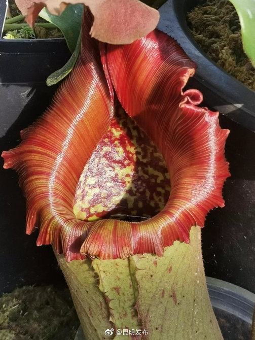 “昆明发布”微博