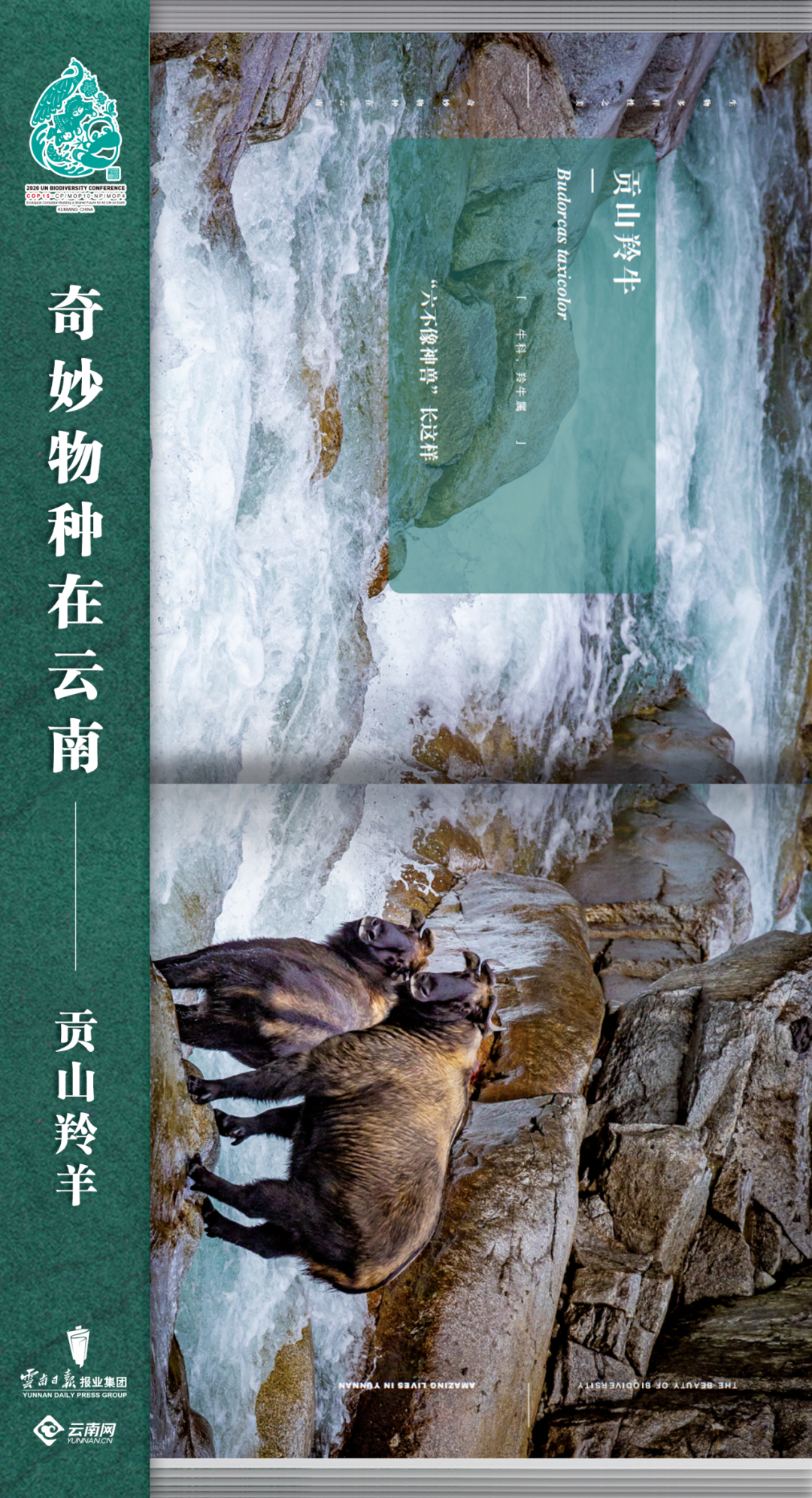 云南法制报(微信)