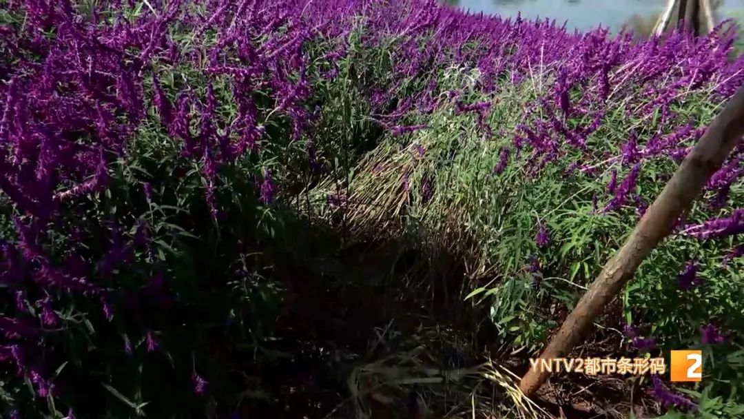 昆明信息港(微信)