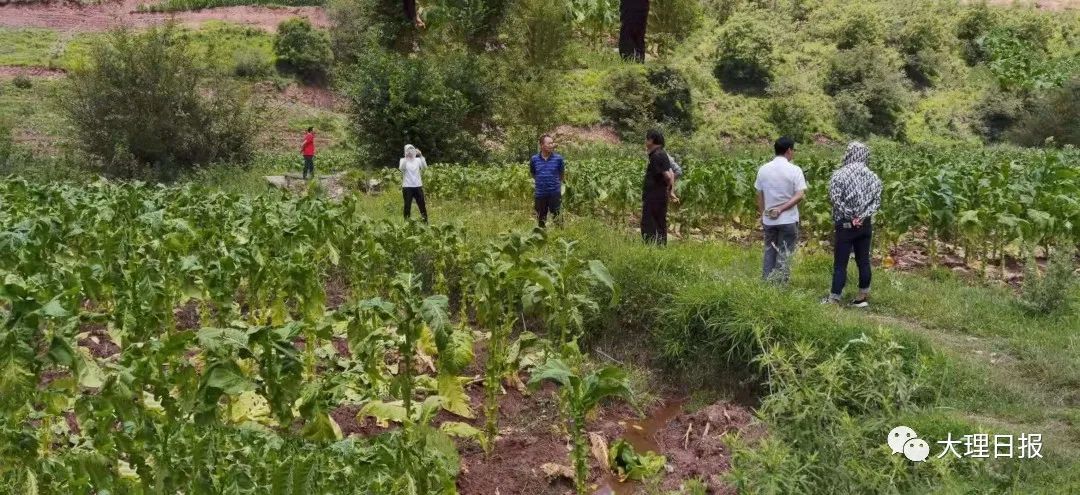 大理日报(微信)