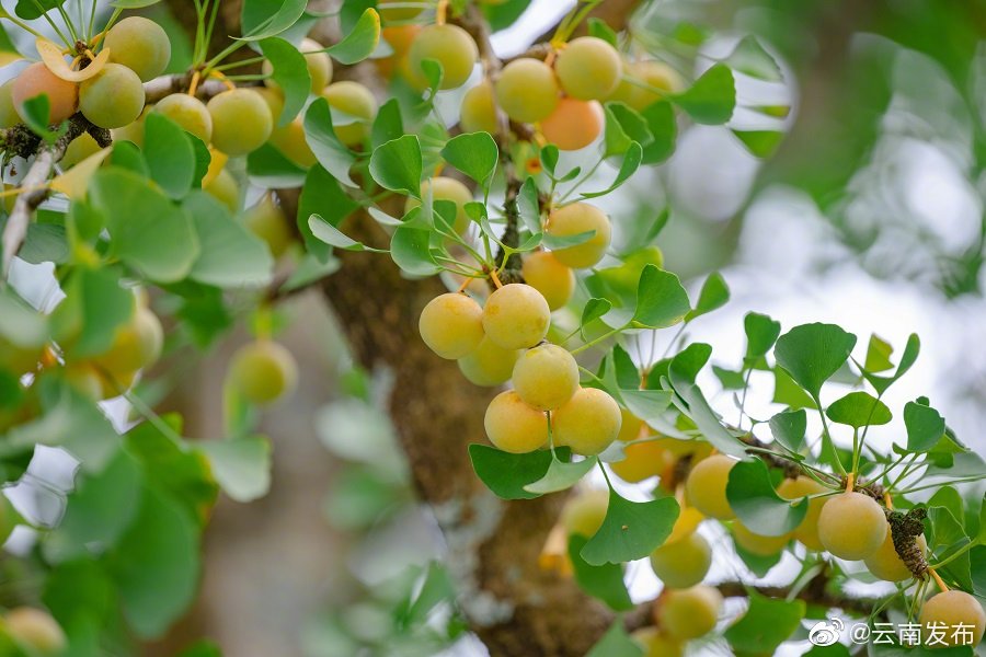 “云南发布”微博