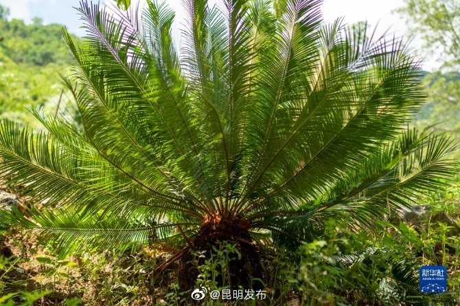 “昆明发布”微博