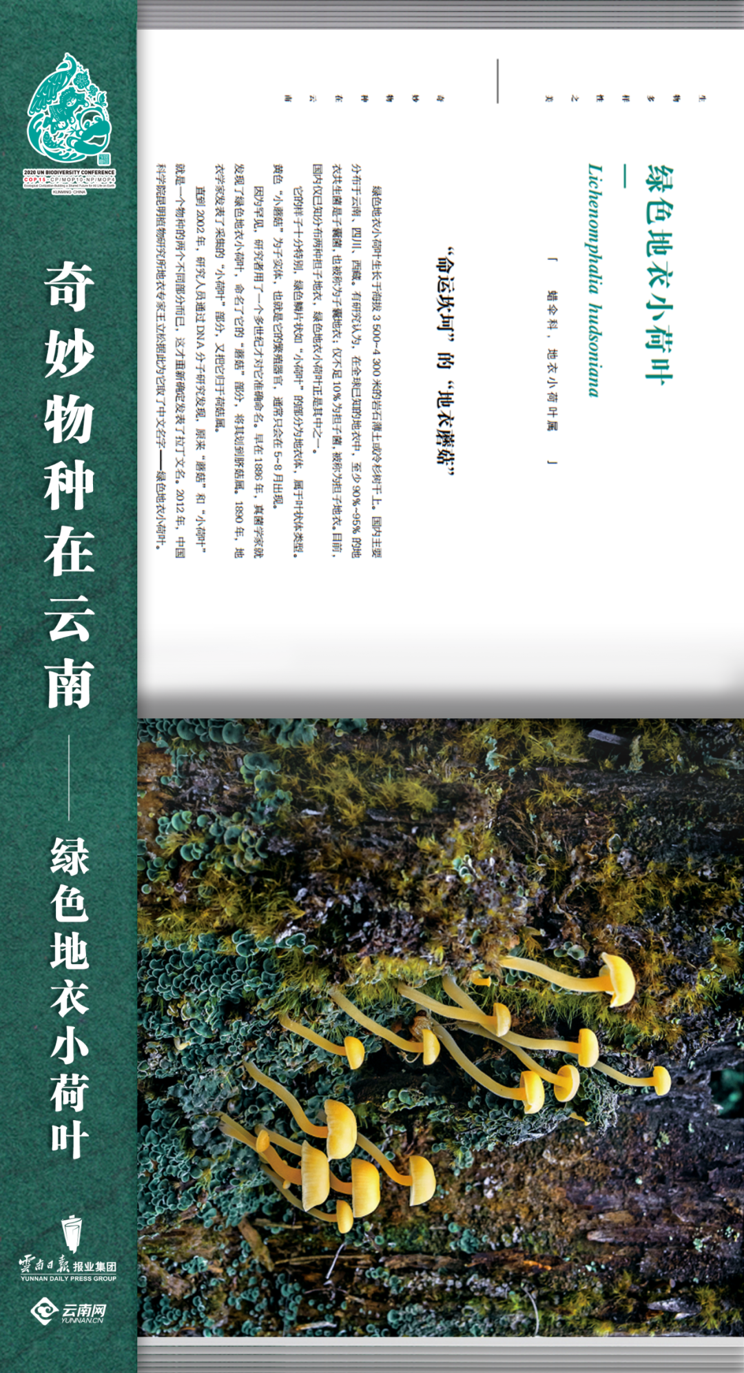 云南法制报(微信)