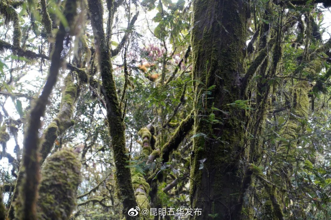 “昆明五华发布”微博