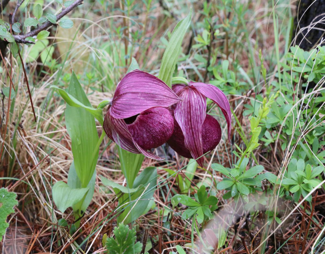 云南政法(微信)
