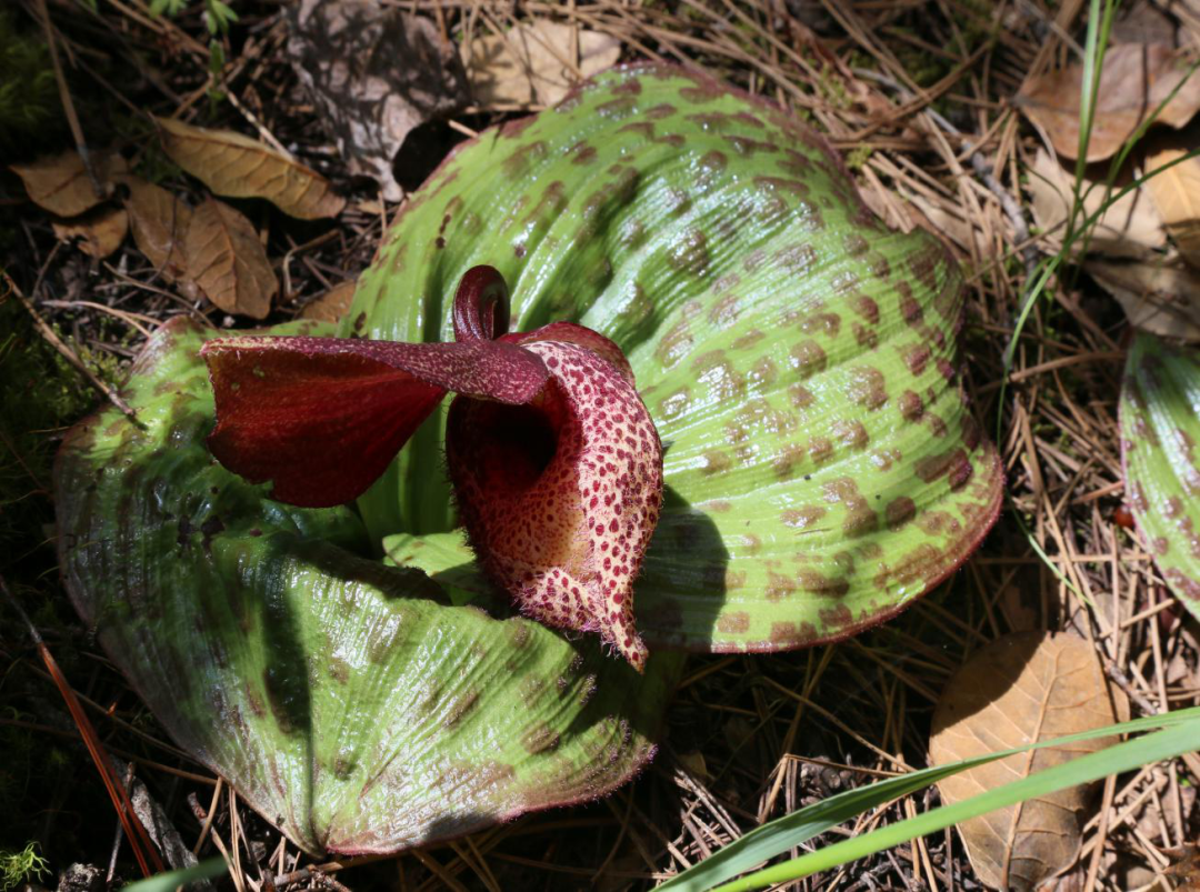 云南政法(微信)