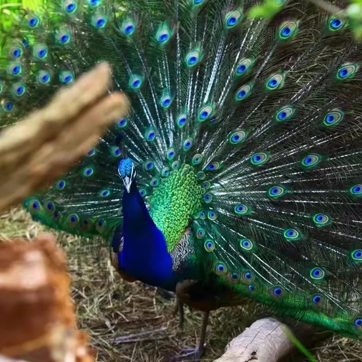 春城晚报(微信)