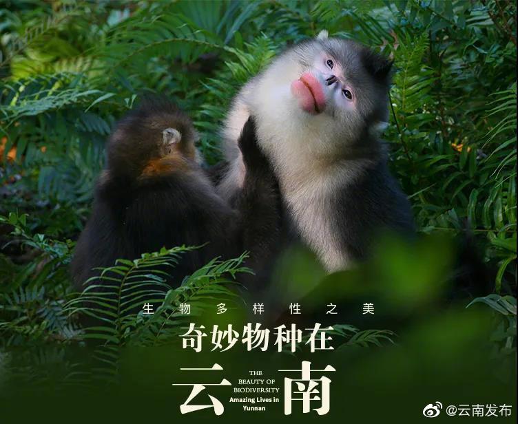 “云南发布”微博