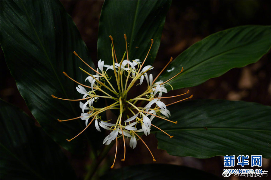 “云南发布”微博