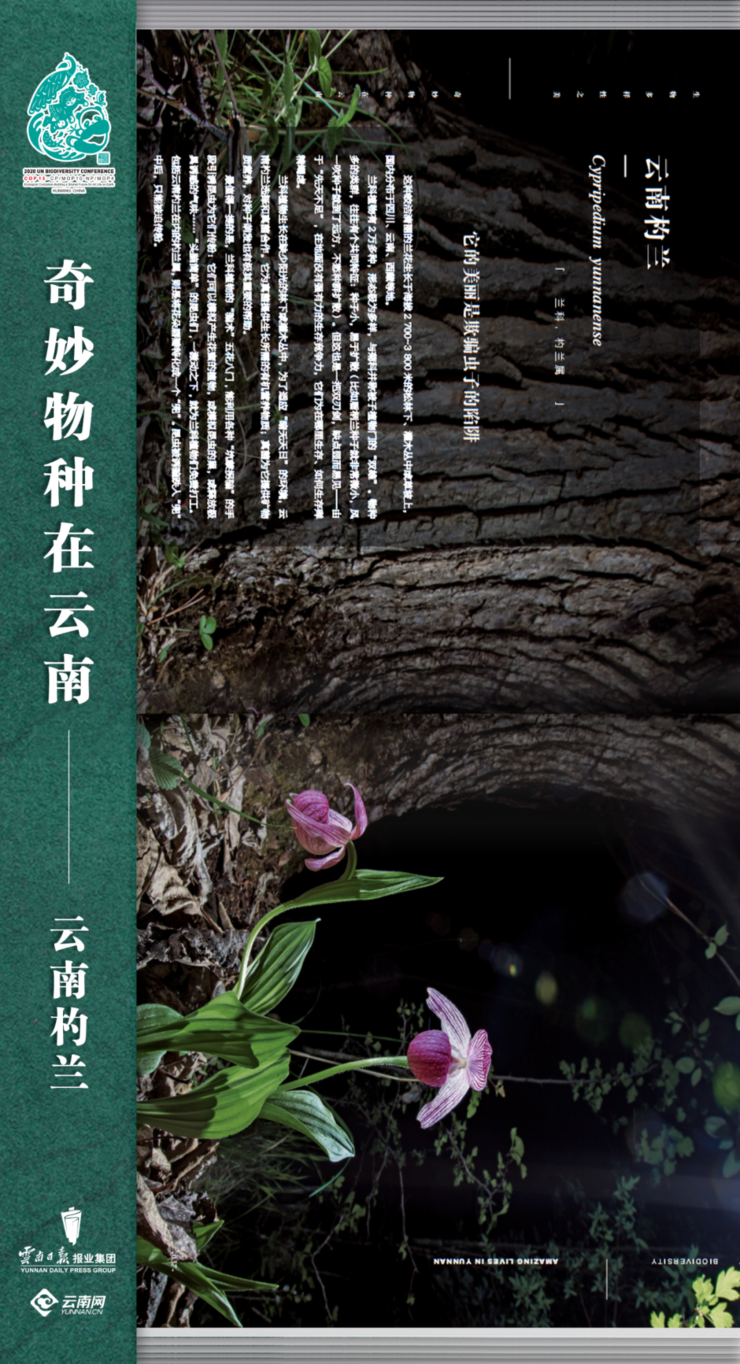 云南法制报(微信)