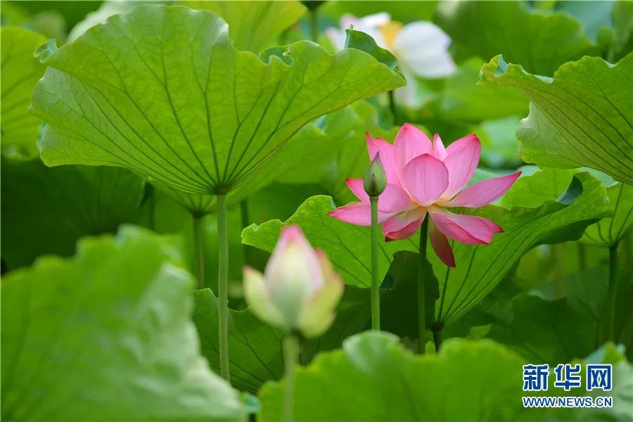 掌上春城(微信)