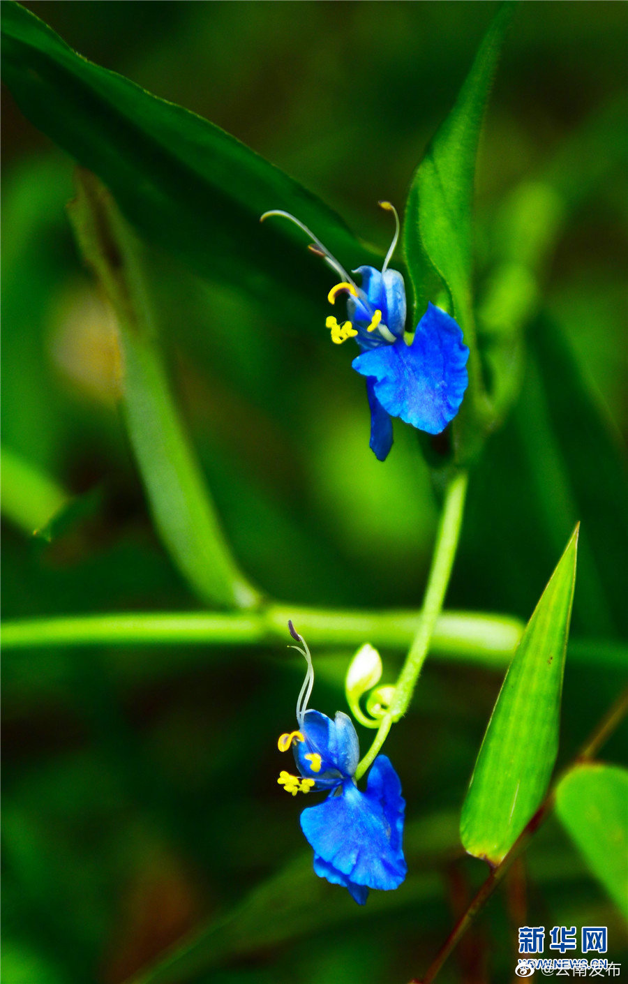 “云南发布”微博