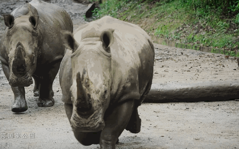 春城晚报(微信)