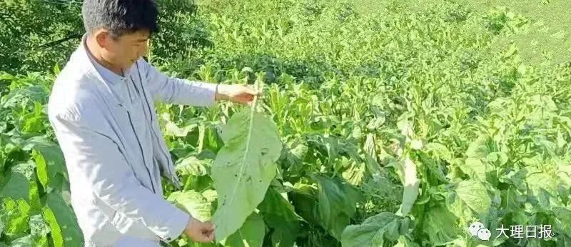 大理日报(微信)