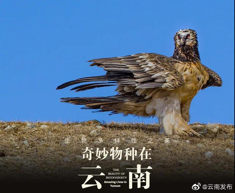 “云南发布”微博