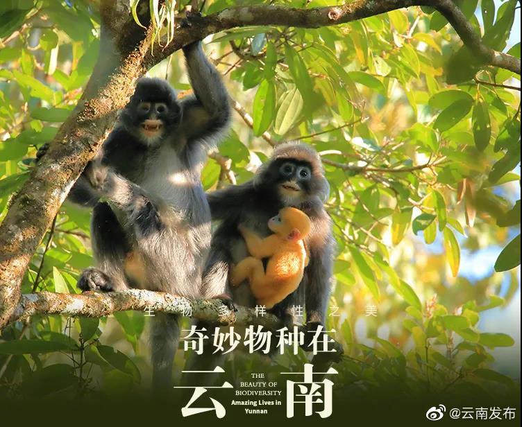 “云南发布”微博