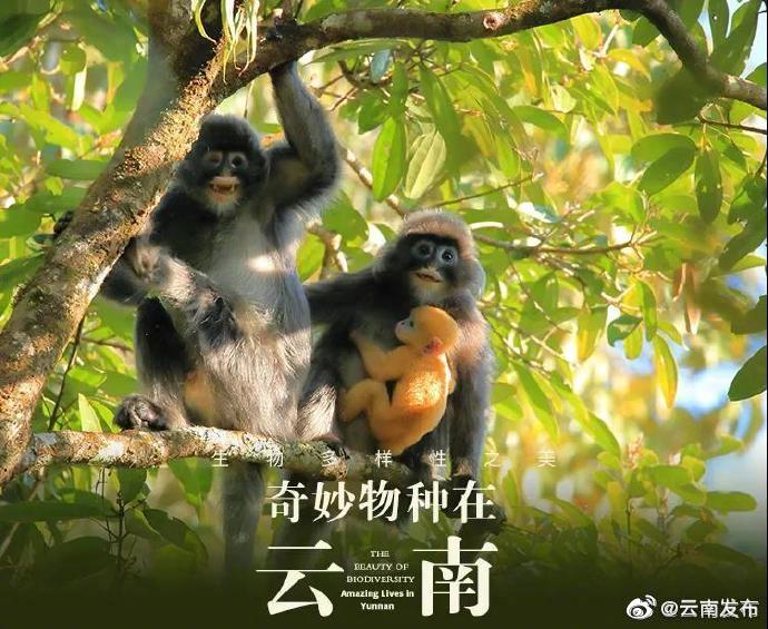 “云南发布”微博