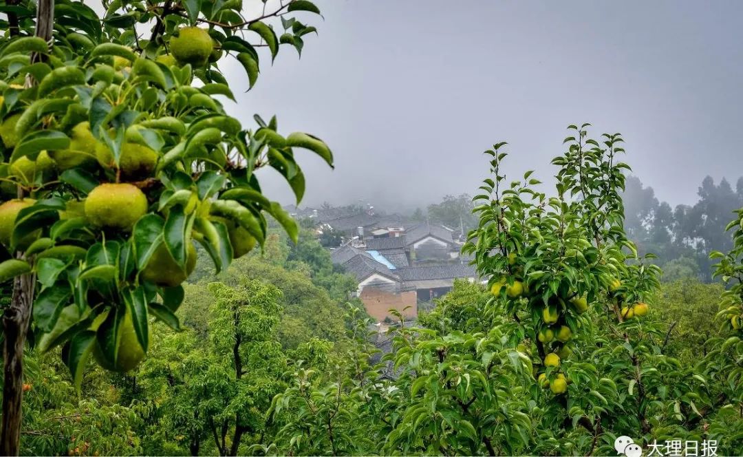 大理日报(微信)