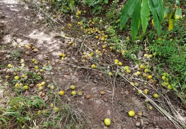 普洱日报(微信)