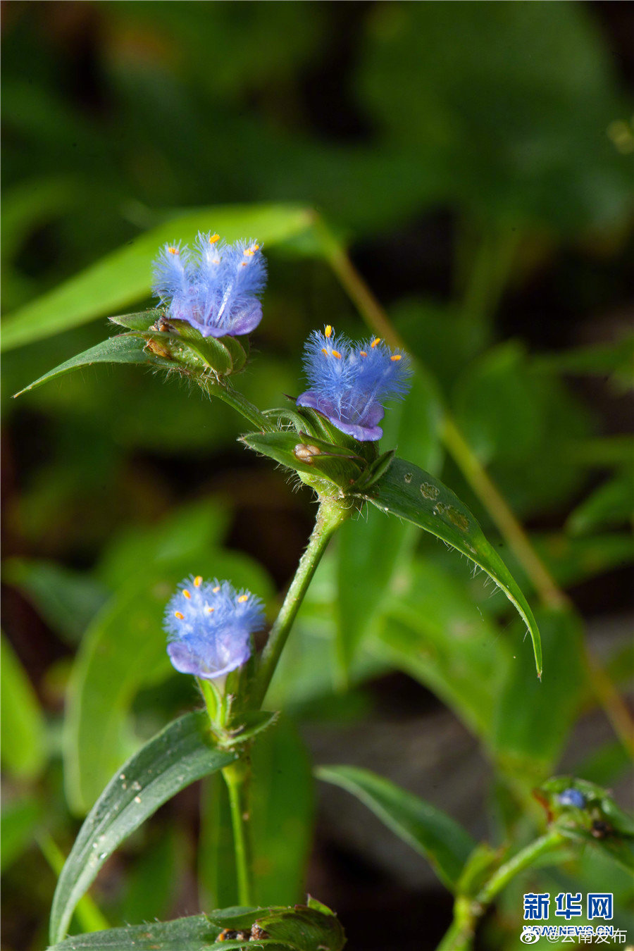 “云南发布”微博